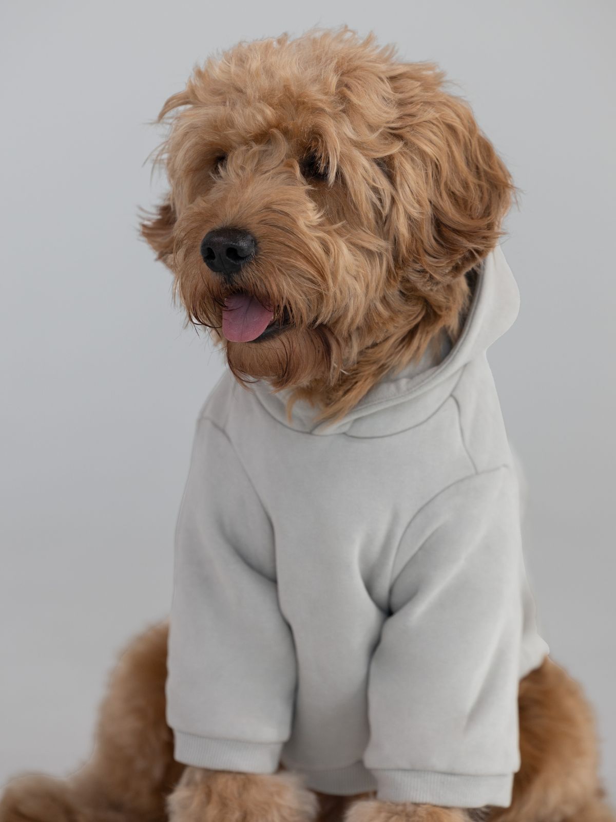 Coordinate Paw Hoodie - Pre-Order
