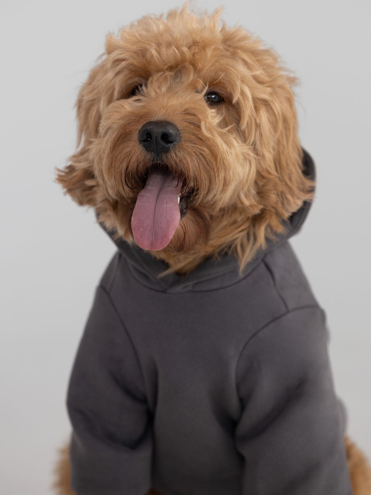 Tranquil Paw Hoodie